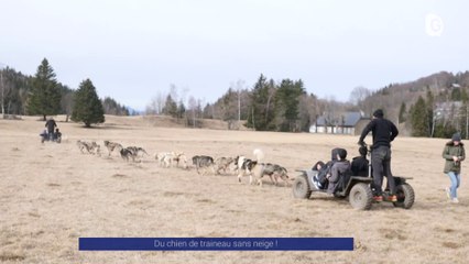 Reportage - Du chien de traineau sans neige - Reportages - TéléGrenoble