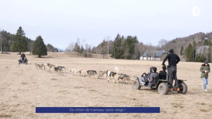 Reportage - Du chien de traineau sans neige