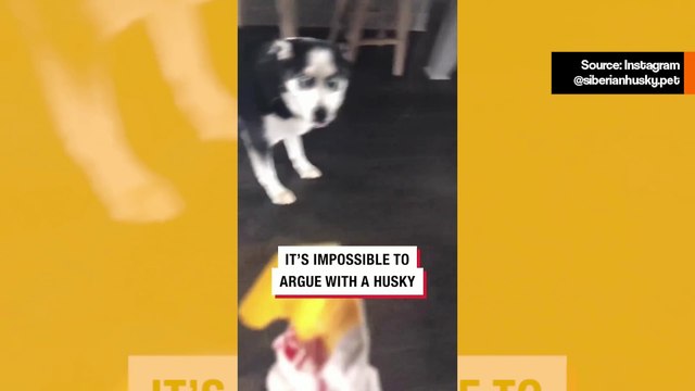 Hauska video näyttää, että siperianhuskyn kanssa väittely on mahdotonta