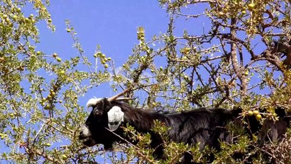 The Golden Elixir_ Unveiling the History