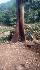 tebang pohon durian besar