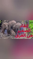إنقاذ صغير الفيل من الغرق - تضامن وتلاحم الأسرة