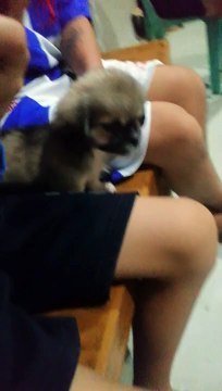 Puppy Cute ‍♂️❤️