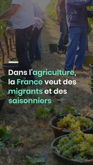 Dans l'agriculture, la France veut des migrants et des saisonniers