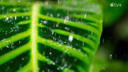 Sonidos terrestres Tráiler VO