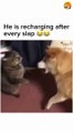cat and dog cute fight| cutest cat and dog