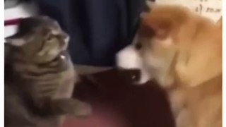 cat and dog cute fight| cutest cat and dog