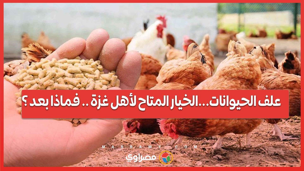 علف الحيوانات ولحم الخيول... الخيارات المتاحة لأكل أهل غزة .. فماذا بعد ؟