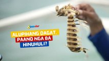 Alupihang dagat, paano nga ba hinuhuli? | I Juander