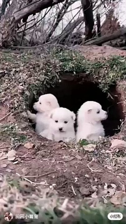 Cute Puppies