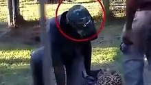 Ghepardo attacca guardiano dello zoo! 