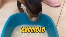 Cane con orecchie enormi. 