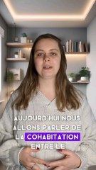 cohabitation entre le chien et le chat