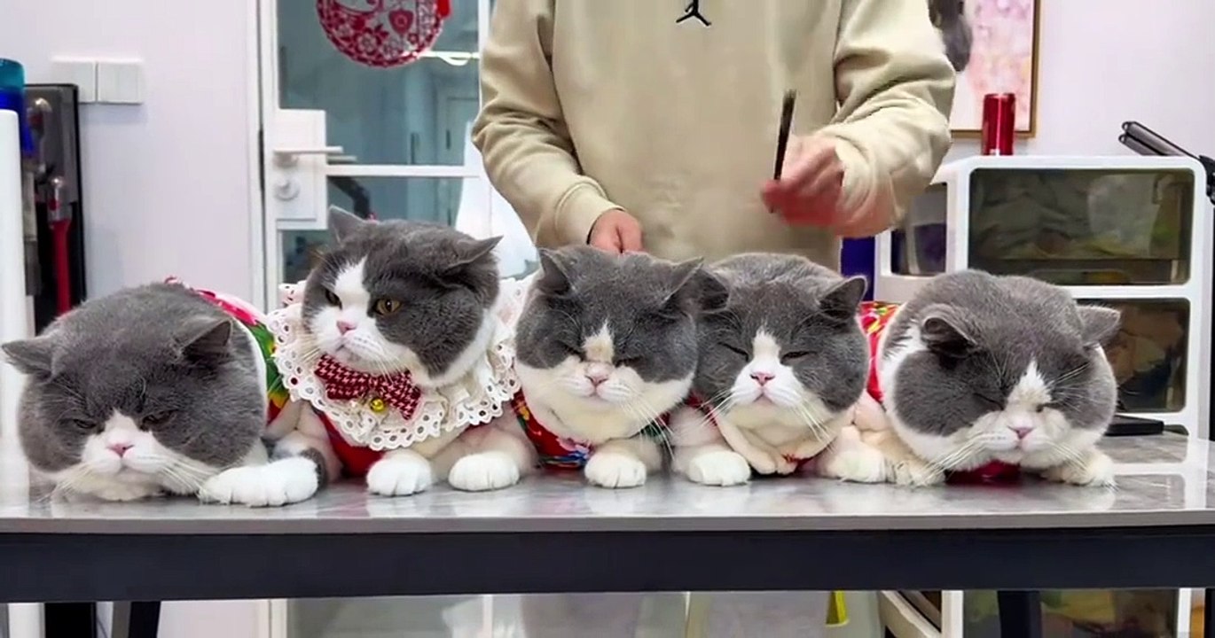 funny cate