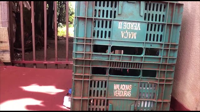 Crueldade: comerciante se depara com cachorros presos dentro de caixa e pede ajuda