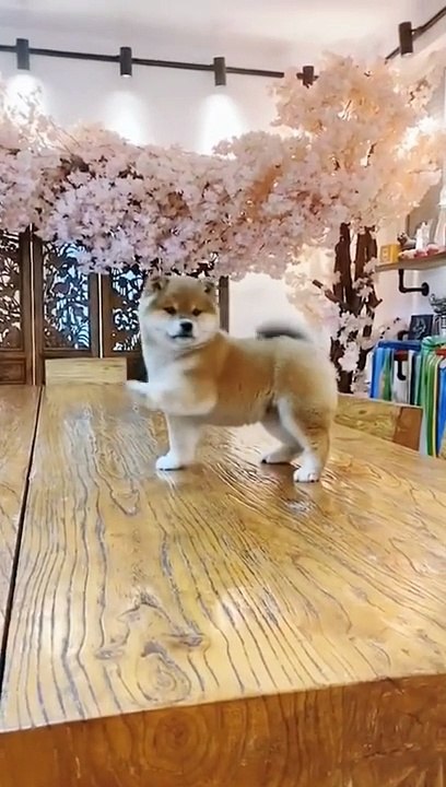 Funny Dog 2024 #pet #cat #dog #animals #funnyhai19 #fyp #foryou