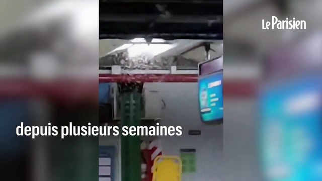 Argentine : des nuées de moustiques sèment la panique à Buenos Aires