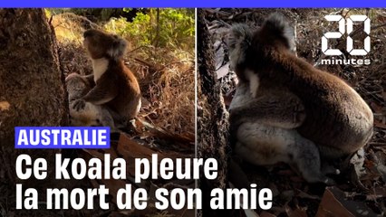Australie : Un koala mâle pleure la mort de son amie #shorts