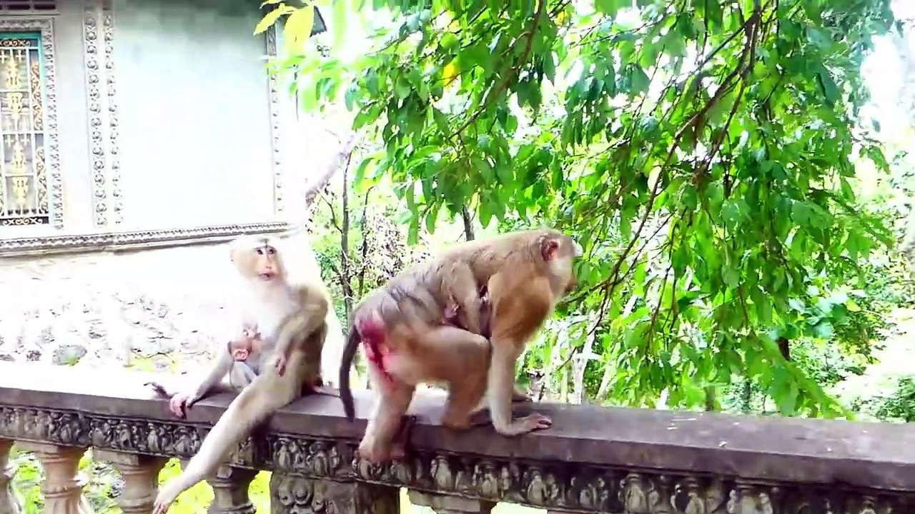 Tiniest baby Monaco gets extremely cold, Molia Jump to gets food, Monaco scream with pale face (720p_25fps_H264-192kbit_AAC)