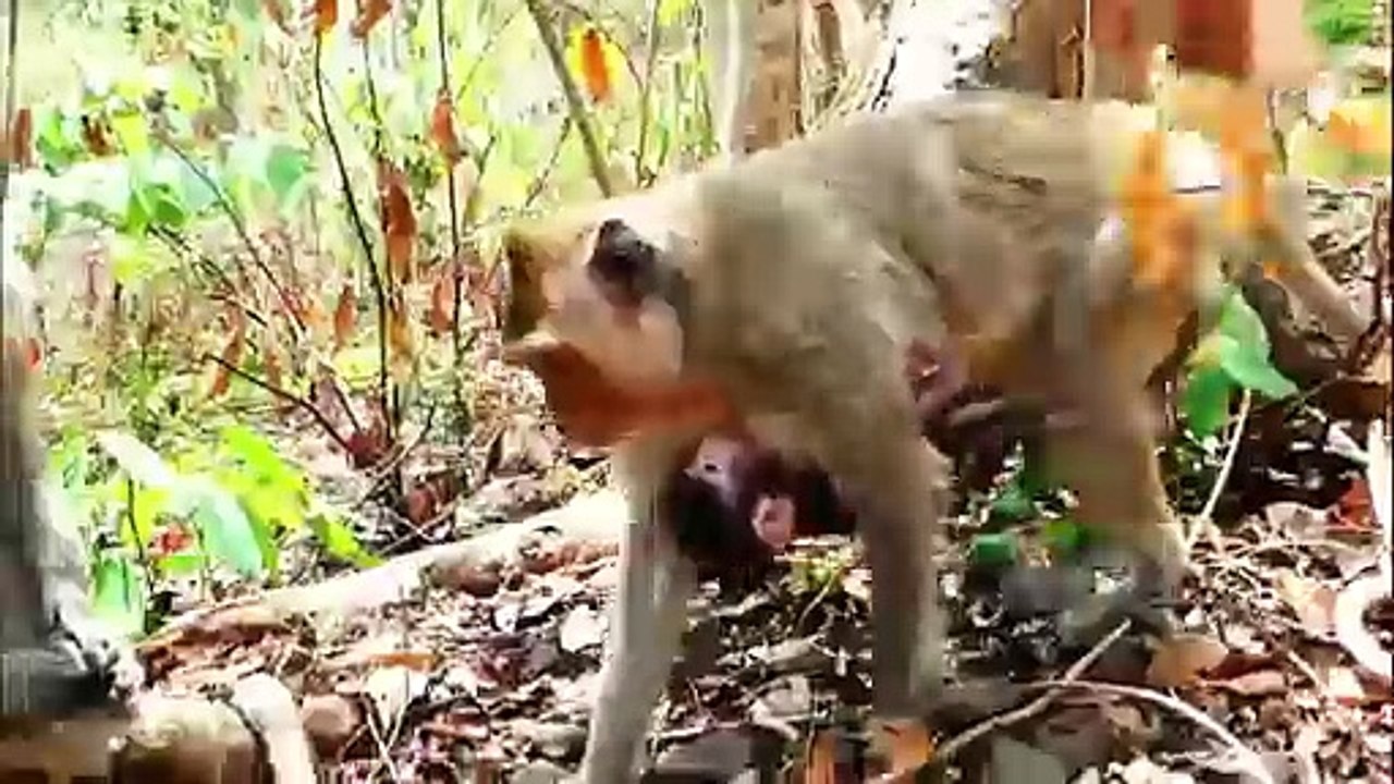 Tiniest baby is left on the ground, while mommy is taking a nap, Rany is so tired (720p_25fps_H264-192kbit_AAC)