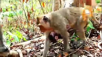 Tiniest baby is left on the ground, while mommy is taking a nap, Rany is so tired (720p_25fps_H264-192kbit_AAC)