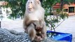 Thin Baby Tries Hold Chest Younger Mom Escape From Big Monkey (720p_25fps_H264-192kbit_AAC)