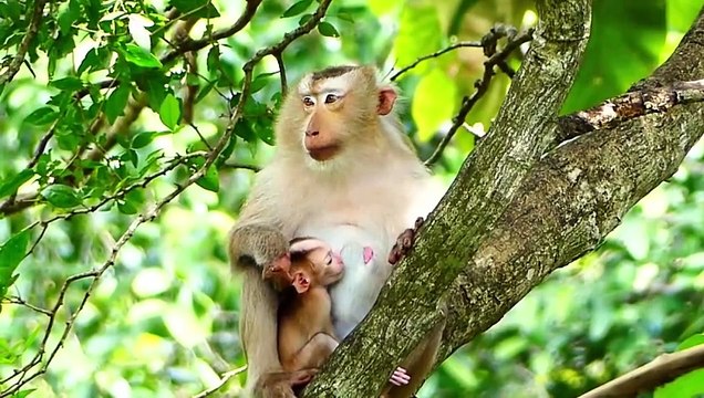 Tiniest Baby Rockstar Gets Scared And Screams Loudly When Rozy Prepares To Go (720p_25fps_H264-192kbit_AAC)