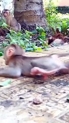 Tiniest baby Monaco is afraid of loosing mom #shorts (1280p_25fps_H264-192kbit_AAC)