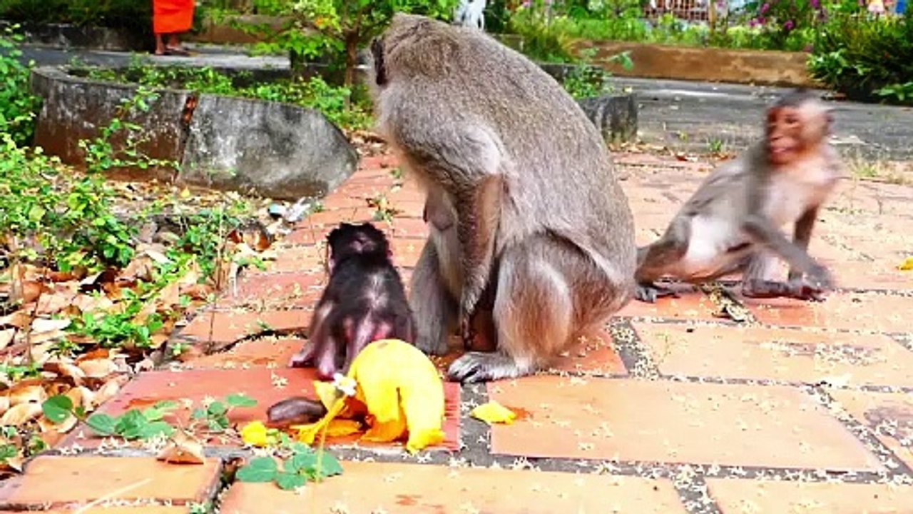 Tiniest Baby Sakura Is Well Trained To Walk By Mother Sakura (720p_25fps_H264-192kbit_AAC)