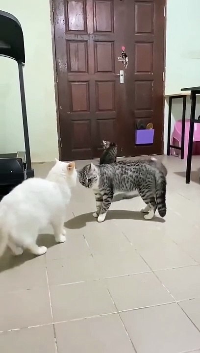 Un chat intervient pour éviter une bagarre entre deux autres chats.