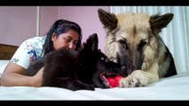 Do German Shepherds love their dog parents? - German Shepherd & Lina