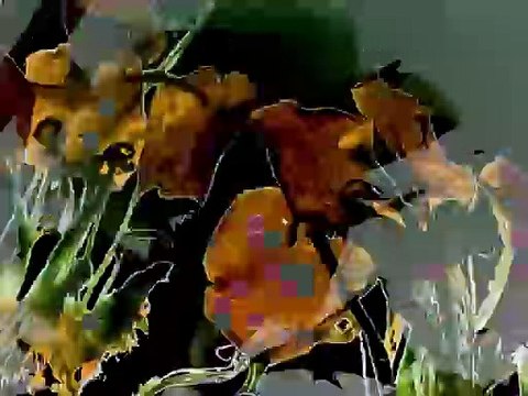 The Garden of Earthly Delights (Stan Brakhage, 1981) Blu-ray Criterion Collection