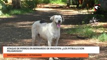 Ataque de perros en Bernardo de Irigoyen ¿Los pitbulls son peligrosos