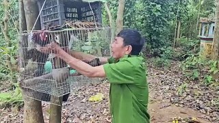 Kinh nghiệm nuôi gà rừng