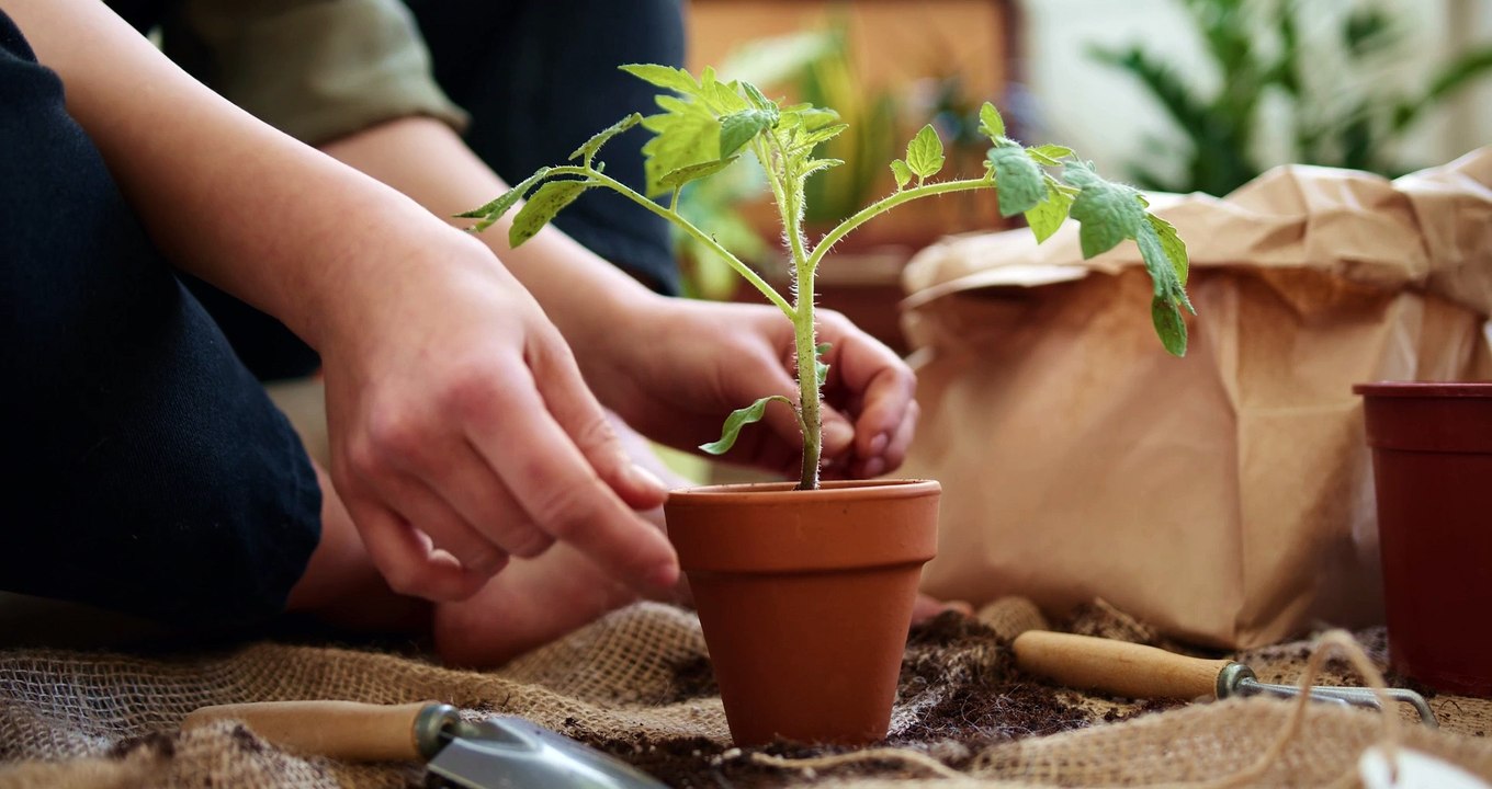 Mise en pot