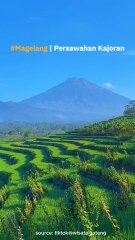 Persawahan Kajoran, Sejuk Banget!!