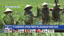 Pj Gubernur Jateng, Nana Sudjana Pimpin Pelaksanaan Panen Raya di Desa Tunjungan Purworejo