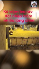 Camera ghi lại cảnh thanh niên leo rào trộm chim ở TP HCM