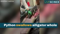 Python Swallows Alligator Whole