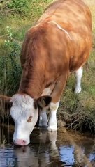 أهمية البقر لدي الإنسان/توفير الحليب واللحم