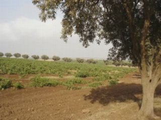 Aïn Temouchent algerie