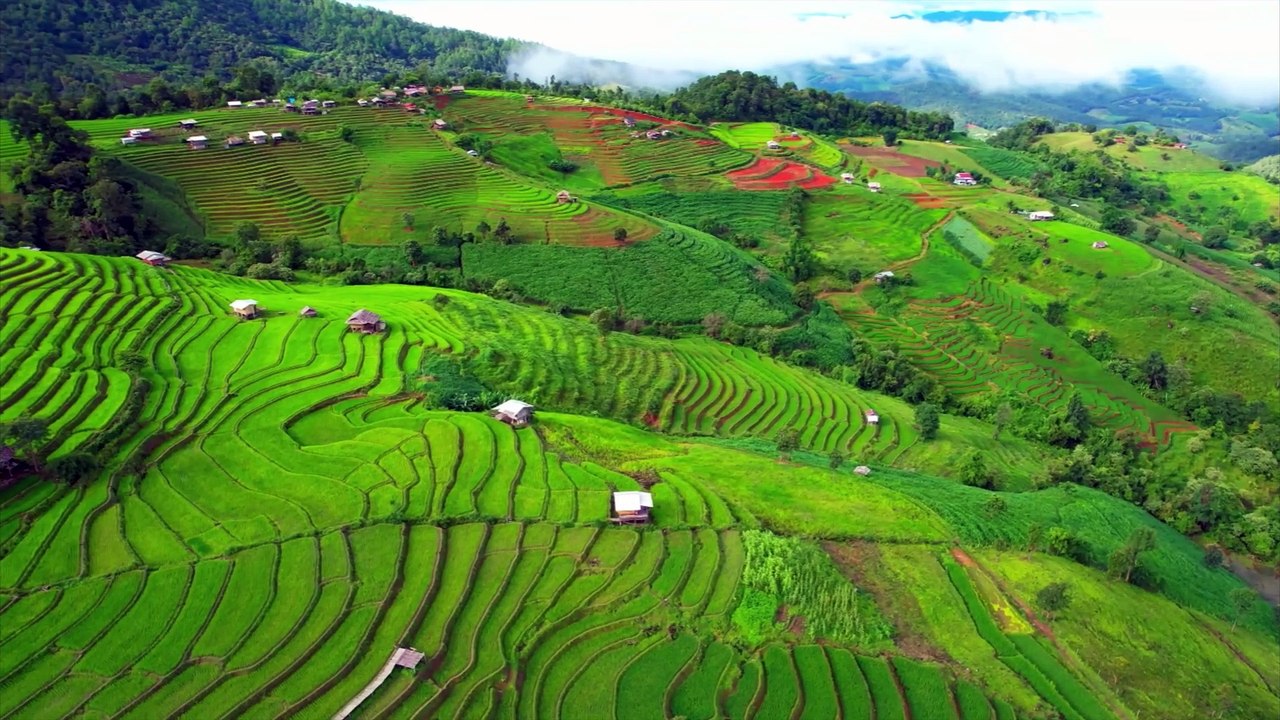 Landscape green field