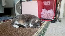 1 Hour Cat Livestream No Music Natural Sound