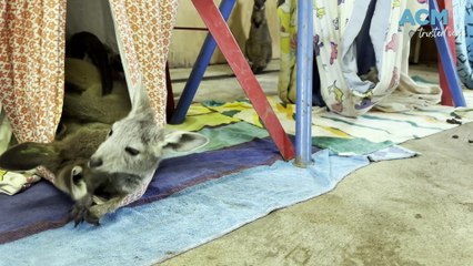 Wandandian Macropod Rescue & Rehabilitation Centre | February 27, 2024 | South Coast Register