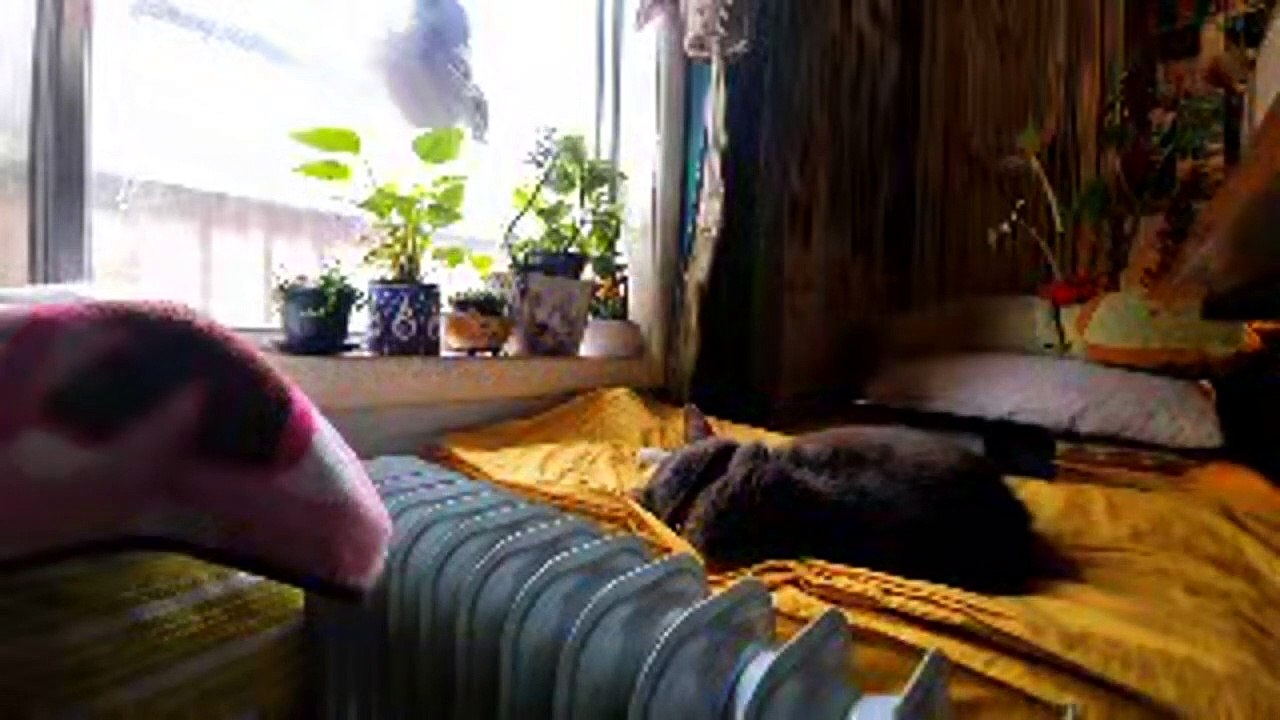 1 Hour Of Cat Relaxing On Bed Livestream No Music Natural Sound