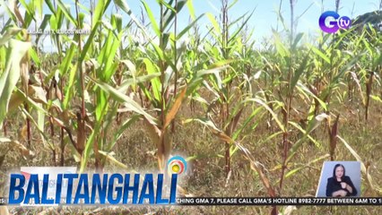 Ilang maisan, natuyo dahil sa matinding init; Mga pananim na mais, nababansot | BT