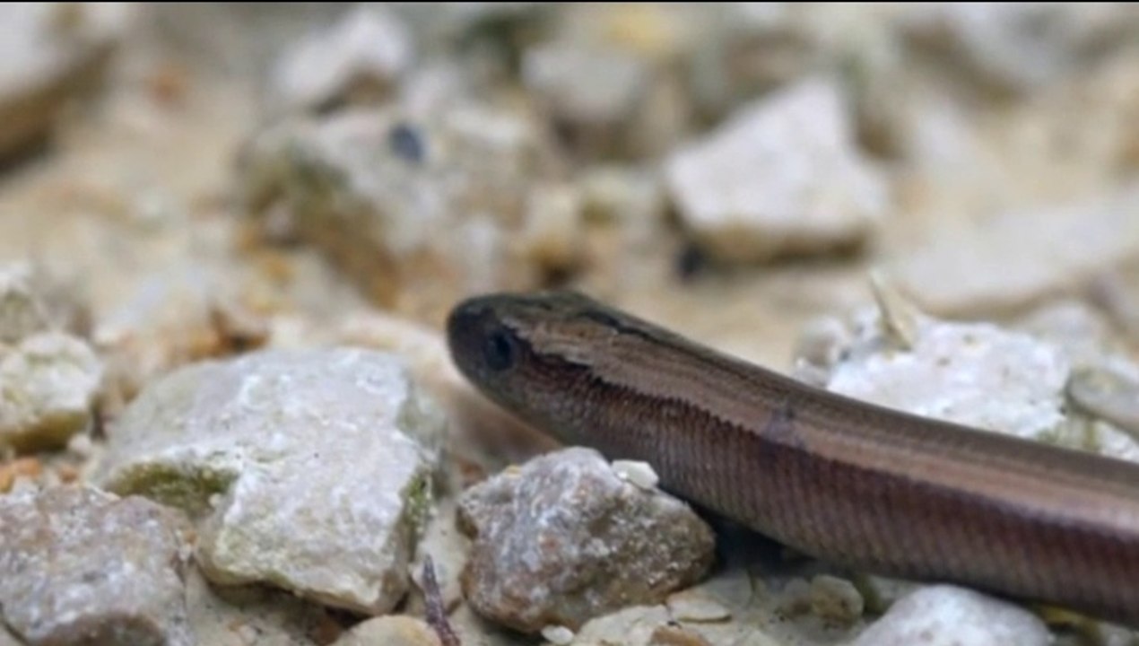 बच्चे पैदा होते ही बन जाते हैं मां के काल!  मां का प्यार बन जाता है बच्चों के लिए जहर!  मां को खाकर ही जीते हैं ये खूंखार बच्चे!  बिच्छू के बच्चे: मां के प्यार का बदला!  सांप से भी ज्यादा खतरनाक!  100 बच्चों ने मिलकर मारी मां की हत्या!  मां की पीठ पर बैठक