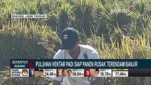 Petani Merugi, Puluhan Hektar Padi Siap Panen Rusak Terendam Banjir