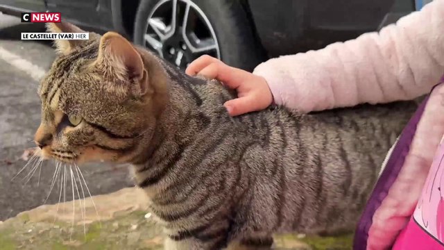 Var : un tueur de chats sévit depuis près d'un an