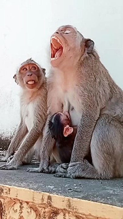 Funny Cute Baby Monkey Shorts, Funny Honuman Reels, Funny Monkey Shorts, Animal Movie, Mankey Short film #Animals#Viralmonkey